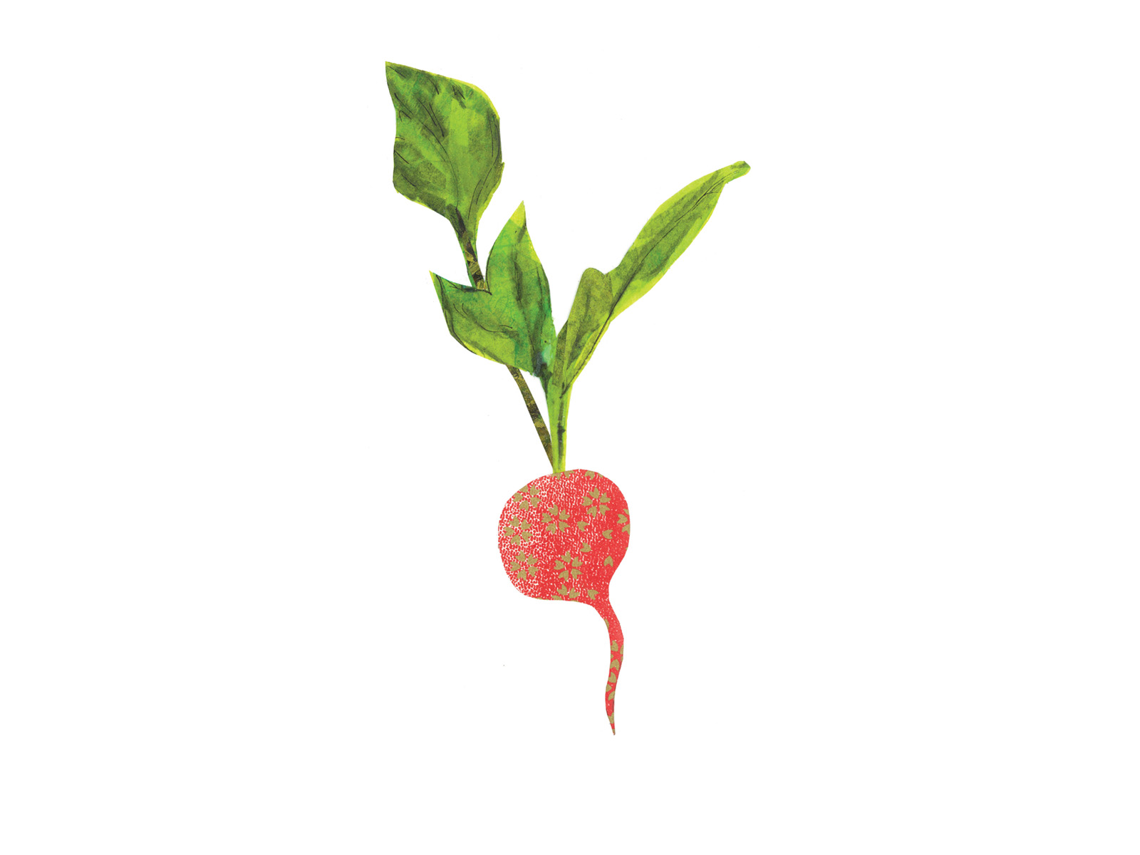 radish